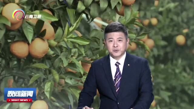 云岭电商:玉溪新平 柑橘飘香促农增收