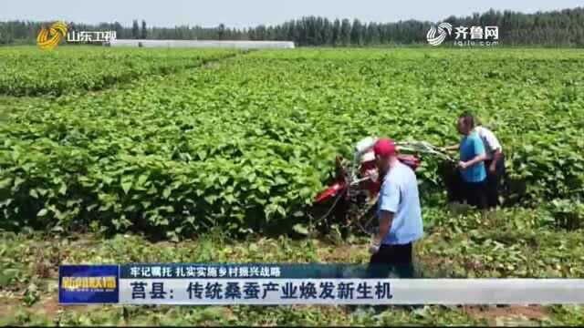 年产290万公斤 发展现代产业体系 莒县蚕茧产量连年位居山东第一