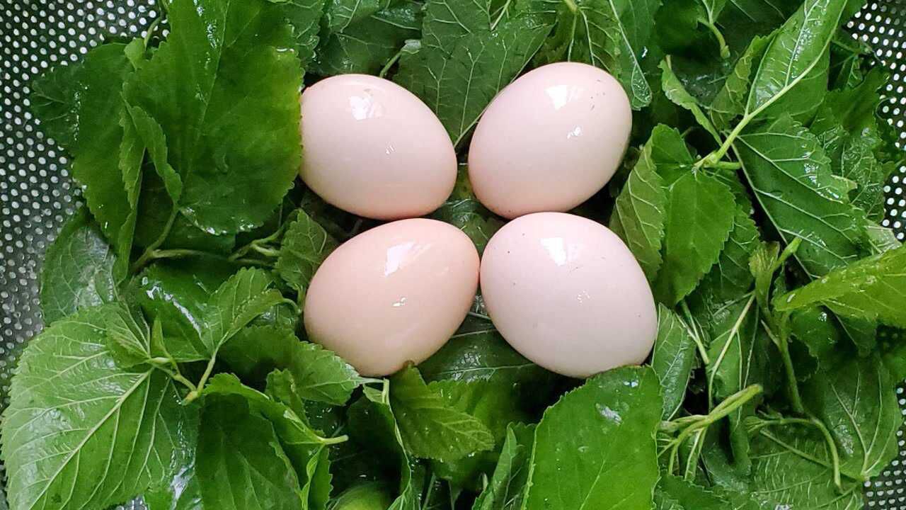 桑叶炒鸡蛋是一道非常不错的美食,有很多营养价值和功效_腾讯视频