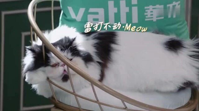 Baby在线撸猫:我怕把它撸秃了