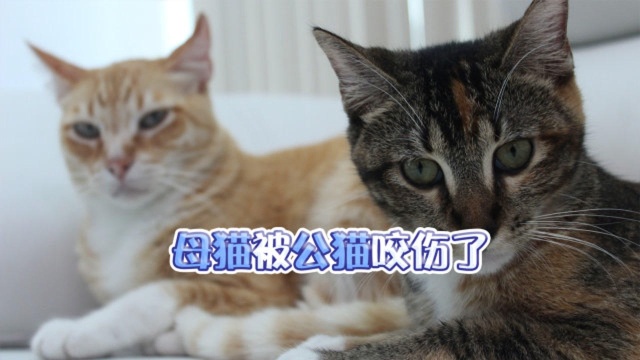 母猫被公猫咬伤了