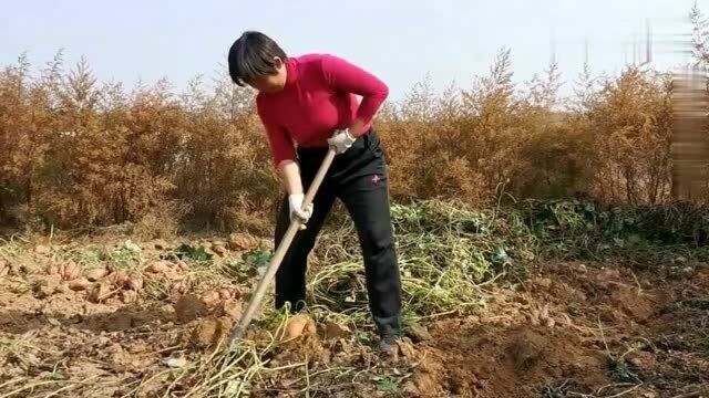 农村大姐地里刨红薯,满山的红薯,见过长这么大的吗!