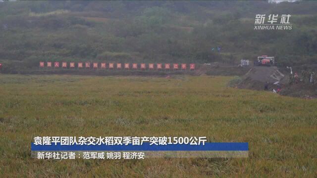 袁隆平团队杂交水稻双季亩产突破1500公斤