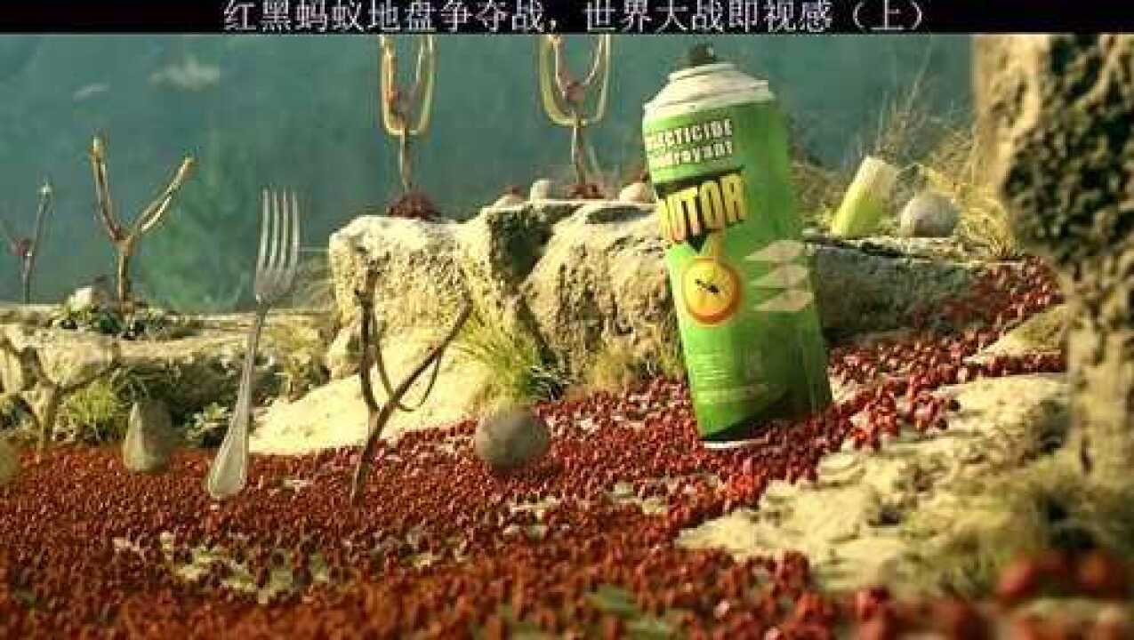 红蚂蚁和黑蚂蚁的战争