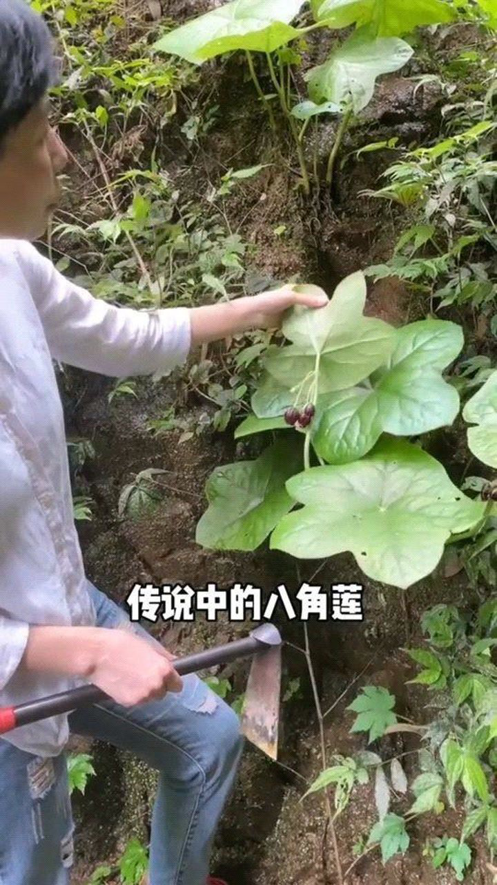 传说中的八角莲,又叫江边一碗水
