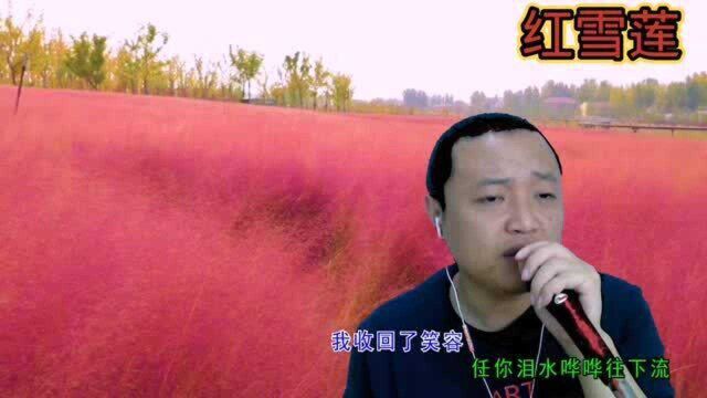 这首歌的旋律太好听了,推荐给有缘人听,伤感情歌《红雪莲》