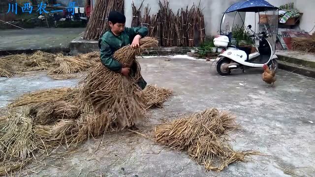 稻草在农村的作用很大,每年妈妈都会收些回来,保存好了随时都可以用