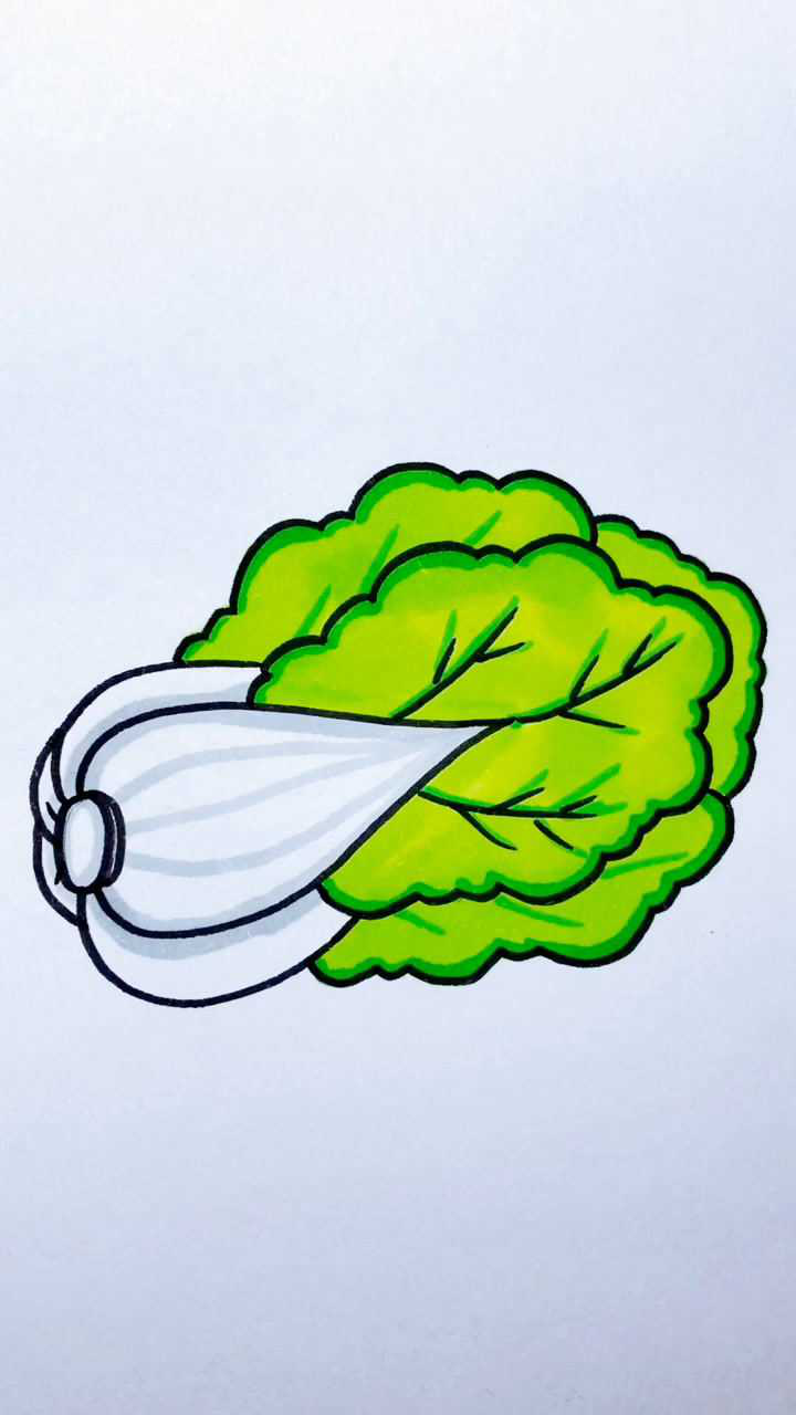 大白菜的画法及涂色图片