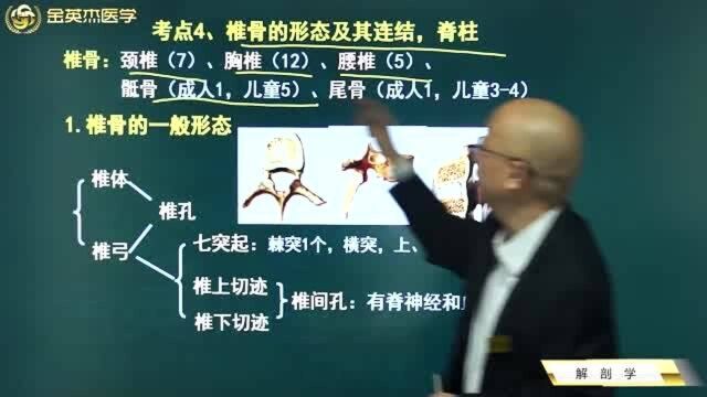 临床核心考点:椎骨的形态你都了解了吗?各部位椎骨该如何来区分?收藏.