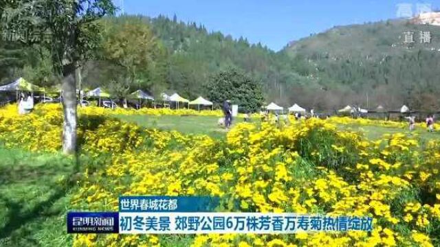 世界春城花都 初冬美景 郊野公园6万株芳香万寿菊热情绽放