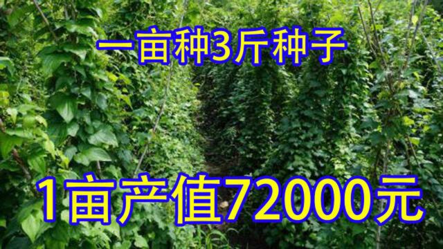 1亩只要3斤种子亩产10000斤,亩产值72000元,值得参考种植