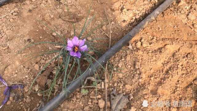 银杏树下种植藏红花,30亩收不到2斤,每克价格快赶上黄金了