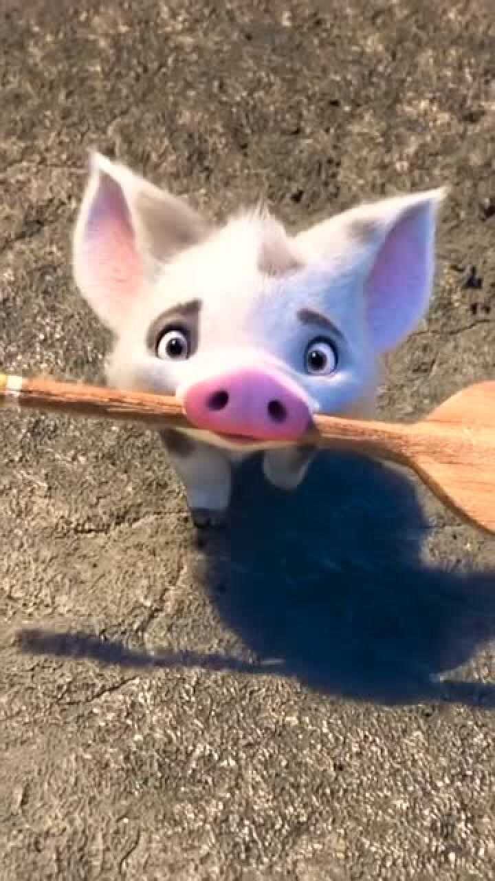 海洋奇缘莫阿娜的宠物猪真是太可爱了