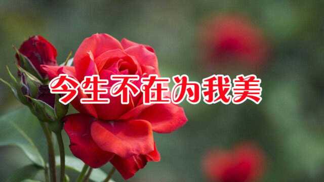 王馨一首《今生不在为我美》旋律优美醉人,让人百听不腻!