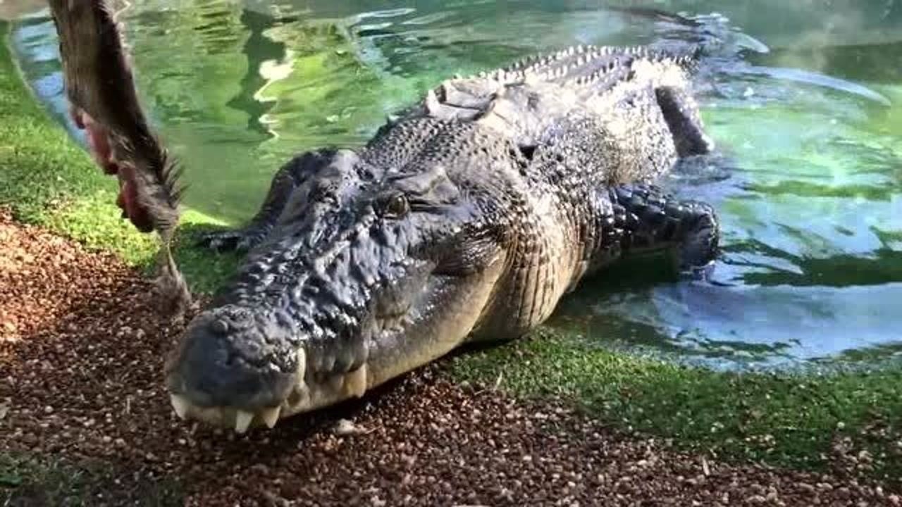 堪比史前巨鳄50岁的大鳄鱼张开极具咬合力的大嘴吃下野猪腿