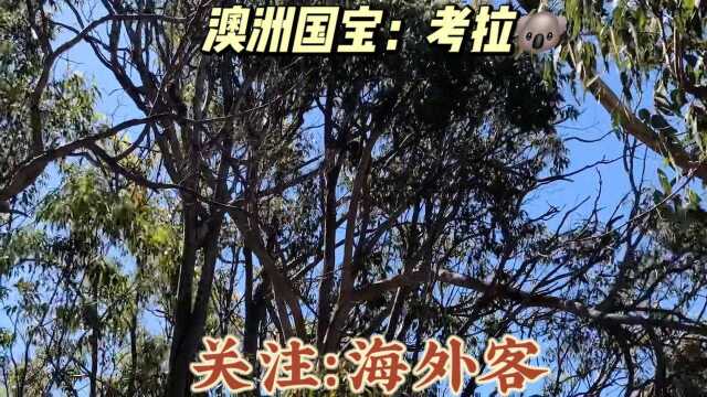 澳洲国宝:考拉,萌呆了