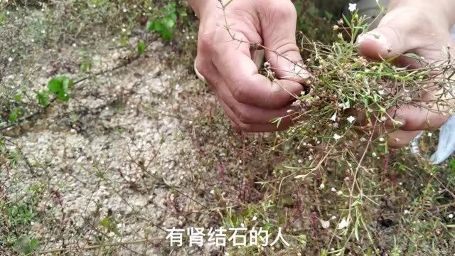 在农村遍地都是的白花蛇草,煲成凉水最解暑