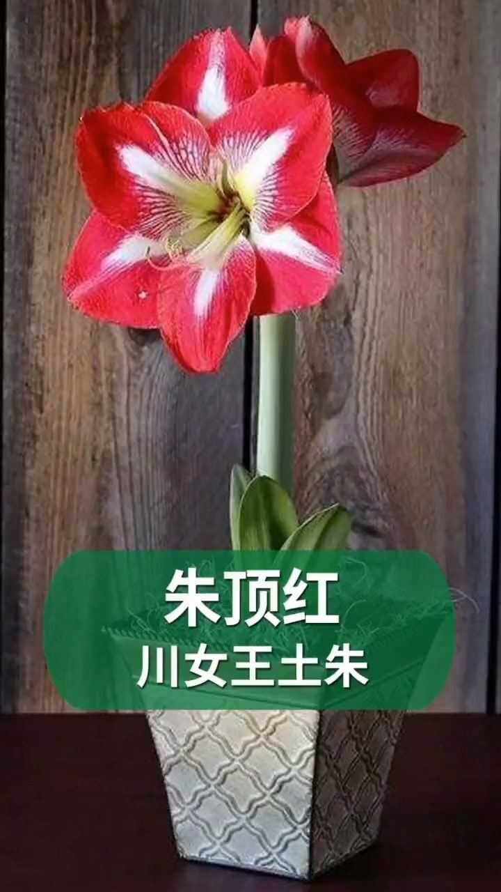 中国本土朱顶红,川女王,便宜好养,又漂亮