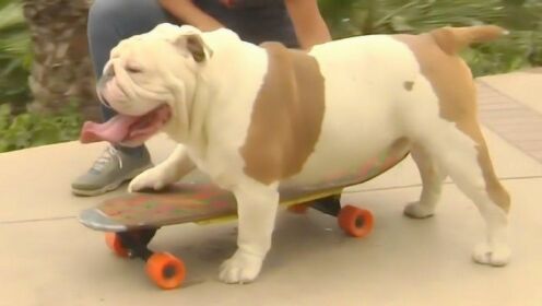 世界上最奇葩的斗牛犬，滑板玩得贼溜，打破了吉尼斯世界纪录！