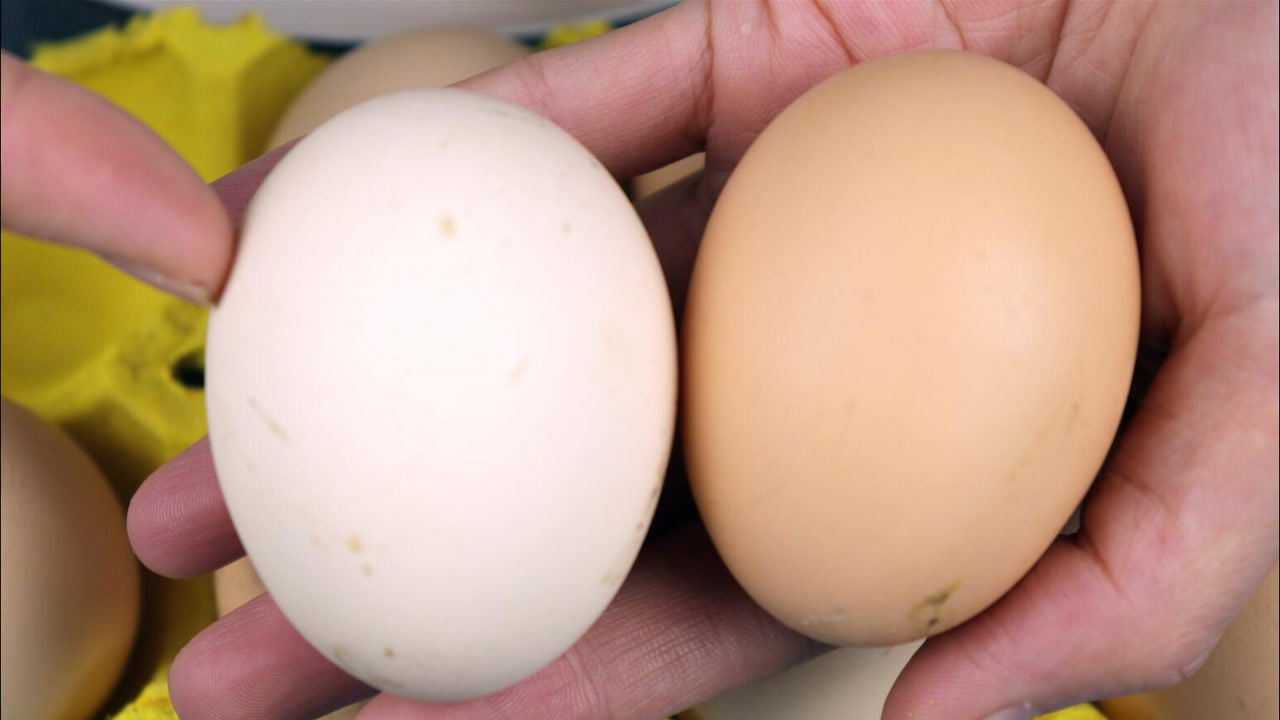 买鸡蛋时挑红壳的还是白壳的好养殖员无意中说漏嘴别买错了