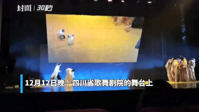 30秒|当代舞剧《微澜》成都首演 作品改编自李劼人《死水微澜》