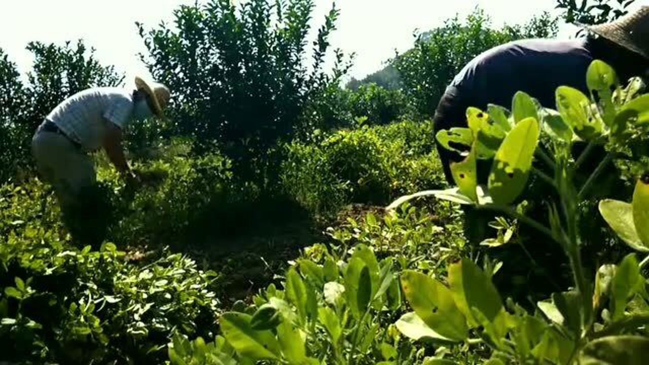 第二节 秋植的花生成熟了,看这一村民如何收获花生的腾讯视频