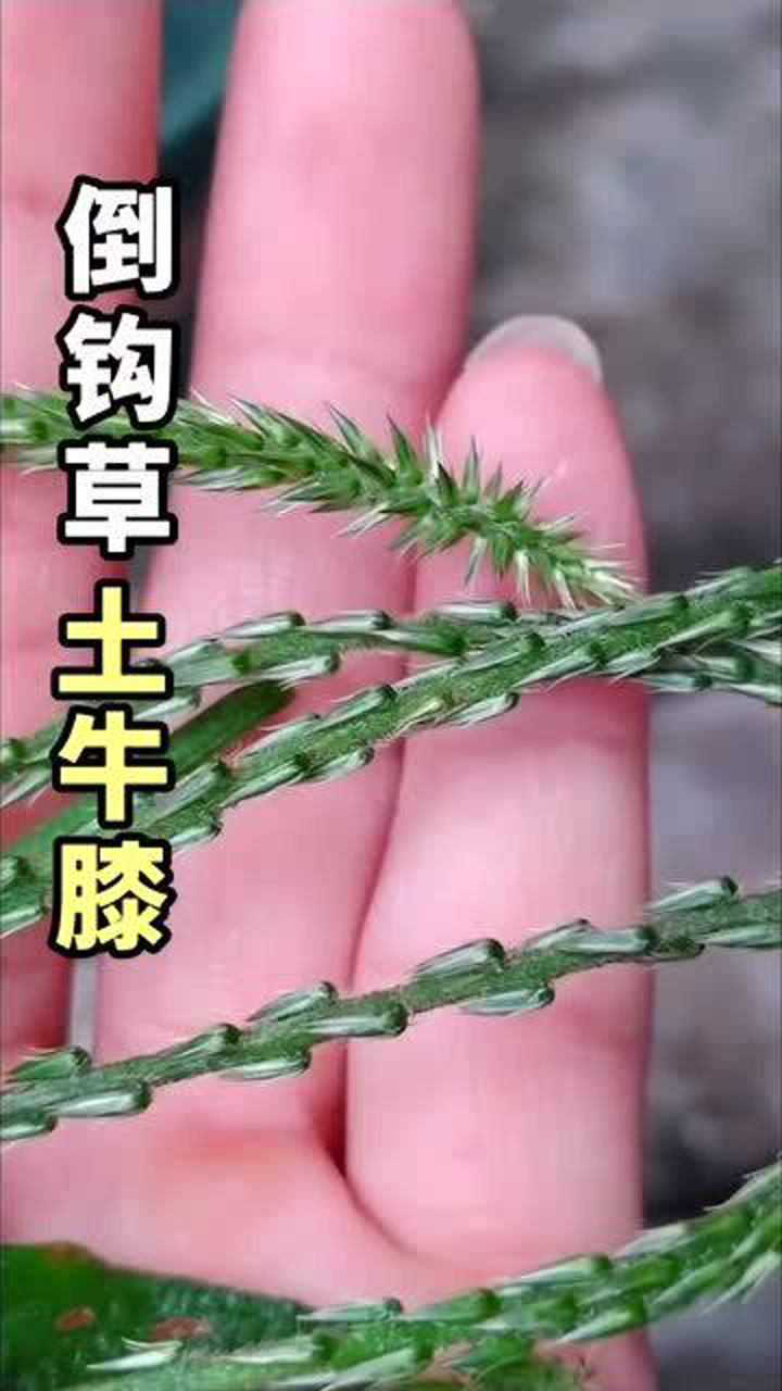 植物土牛膝别名倒钩草倒扣草刺勾草