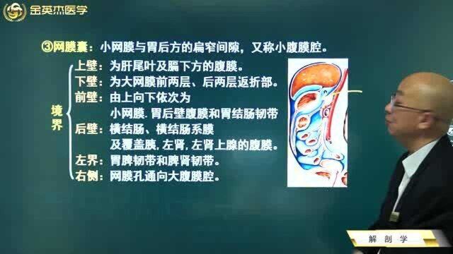 临床解剖学:腹膜形成的结构、网膜孔、网膜囊,大小网膜的区分,韧带