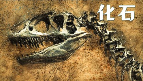 恐龙化石的发现 | 宇宙自然生命简史 13