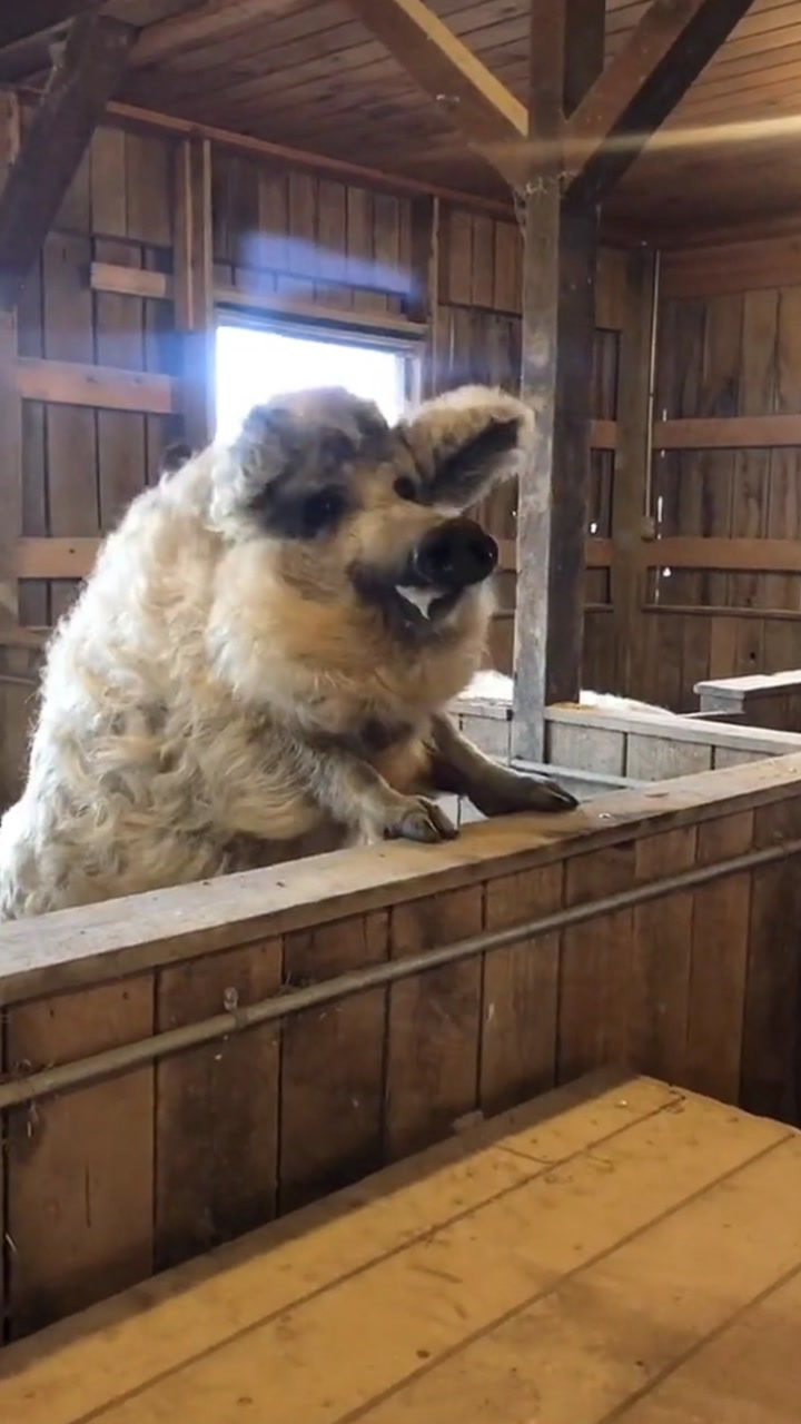 绵羊猪曼加利察猪