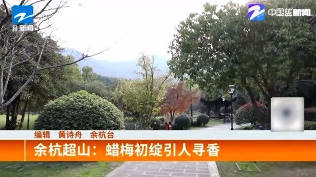 腊梅绽放为冬日增添一股美意!余杭超山:蜡梅初绽引人寻香