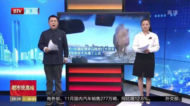 内蒙古临河:骆驼抢道 撞上出租车