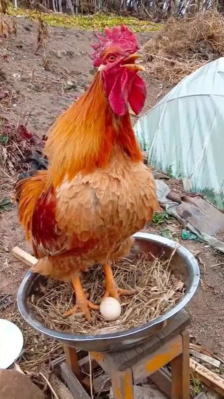 公鸡窝里放个蛋,鸡都蒙了