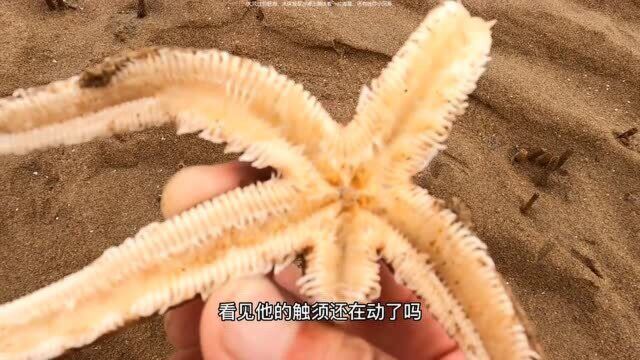 大风过后赶海,发现沙滩上搁浅着一片海星,还有迷你小河豚