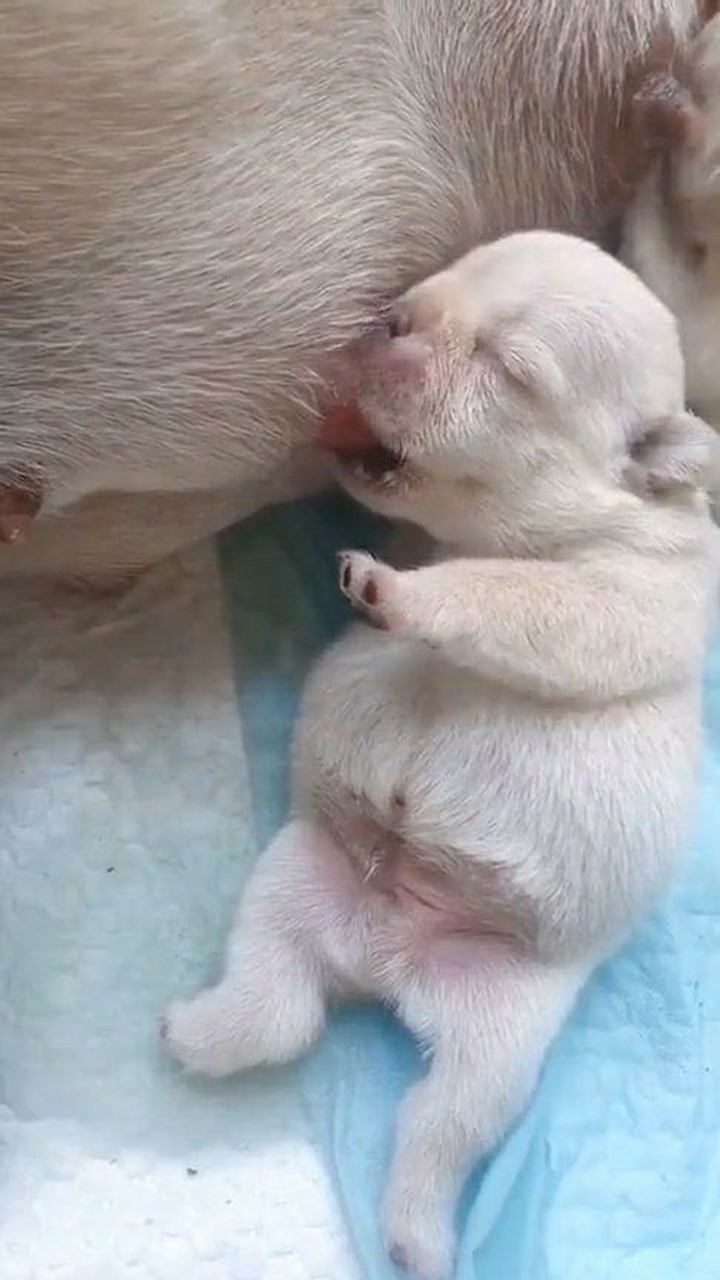 小奶狗吃奶,眼睛都睁不开,真想带回家一只