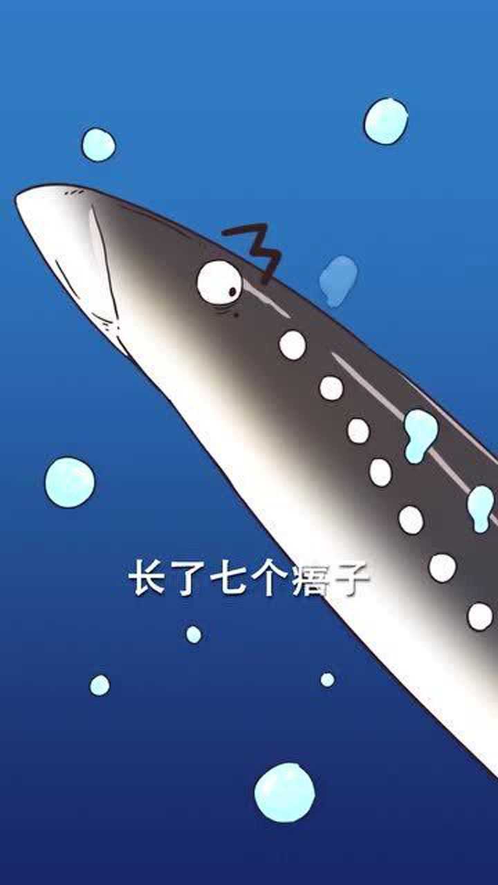 长相凶残,吃相更凶残的"僵尸鱼"七鳃鳗,你吃过吗?