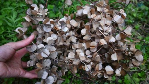 间:2020-12-29上传者:用心看农村简 介:农村 植物 野山药 风车叶子