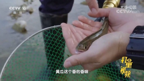 楠溪江最有名的香鱼，能够散发出黄瓜的香味，太神奇