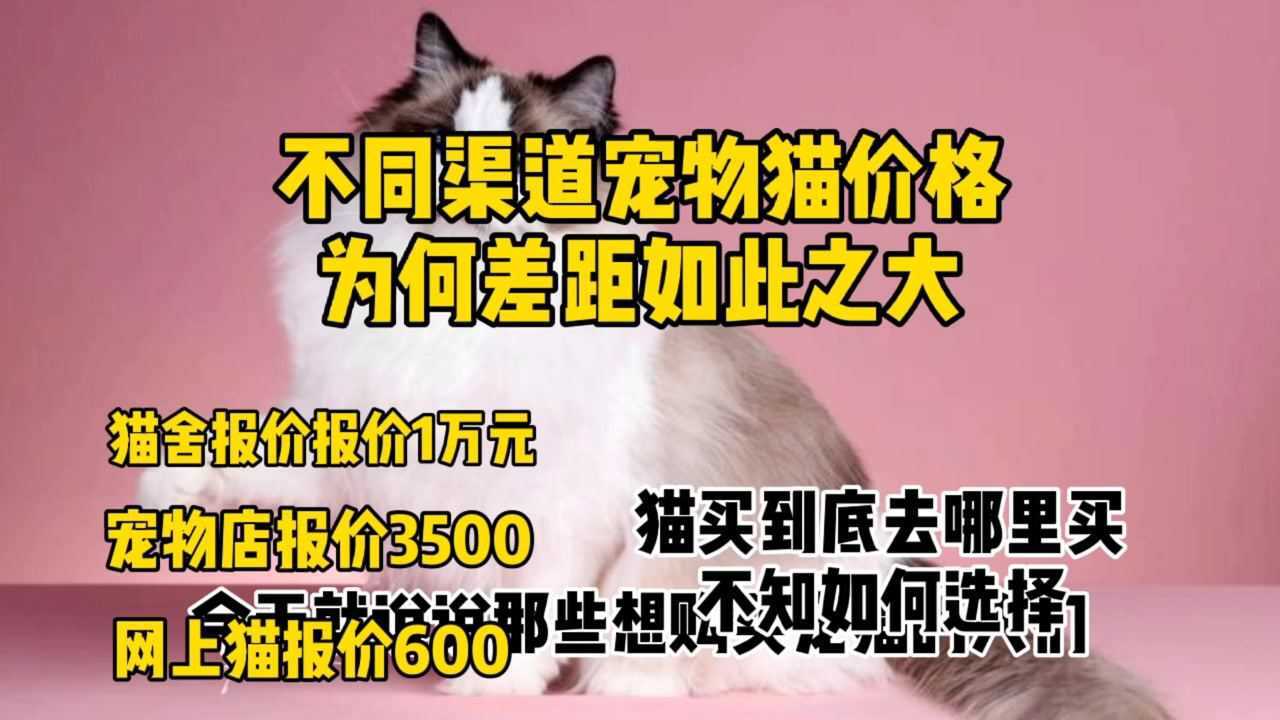 为何买猫不同渠道价格差距非常之大,曝光宠物猫市场卖猫乱像腾讯视频