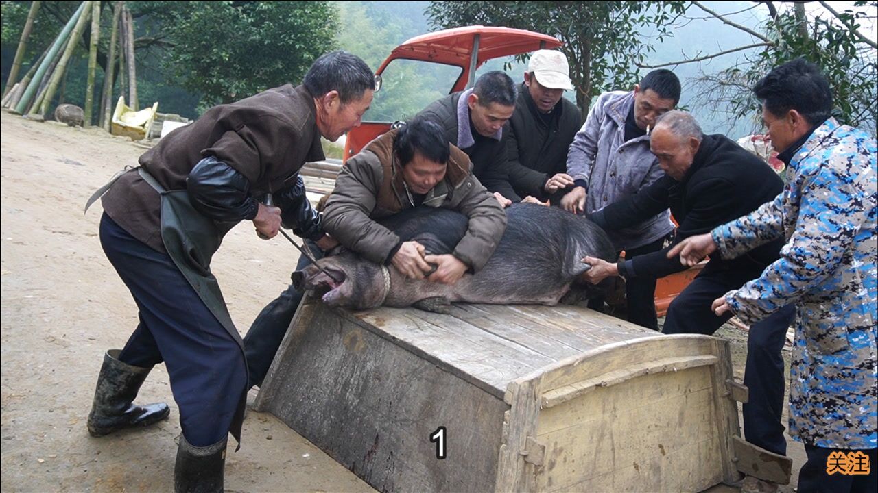 快过年了大嬢家今天杀两头大黑猪杀完吃刨猪汤才安逸哦