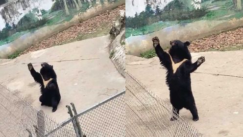 动物园黑熊能坐能站立，挥手打招呼引游客质疑是人扮的，真相意外