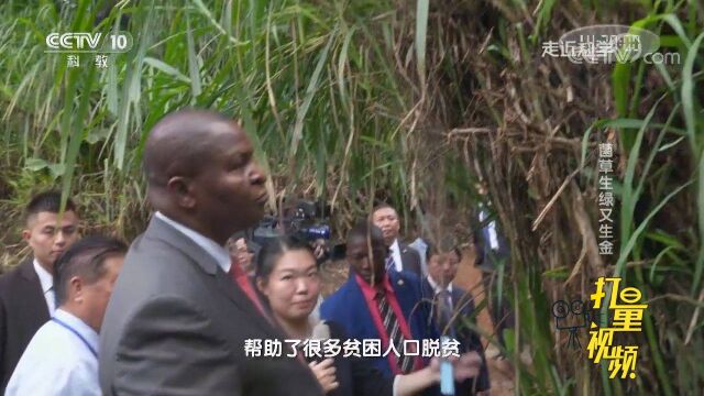 用草来种蘑菇?中非共和国总统来我国,他对此很感兴趣