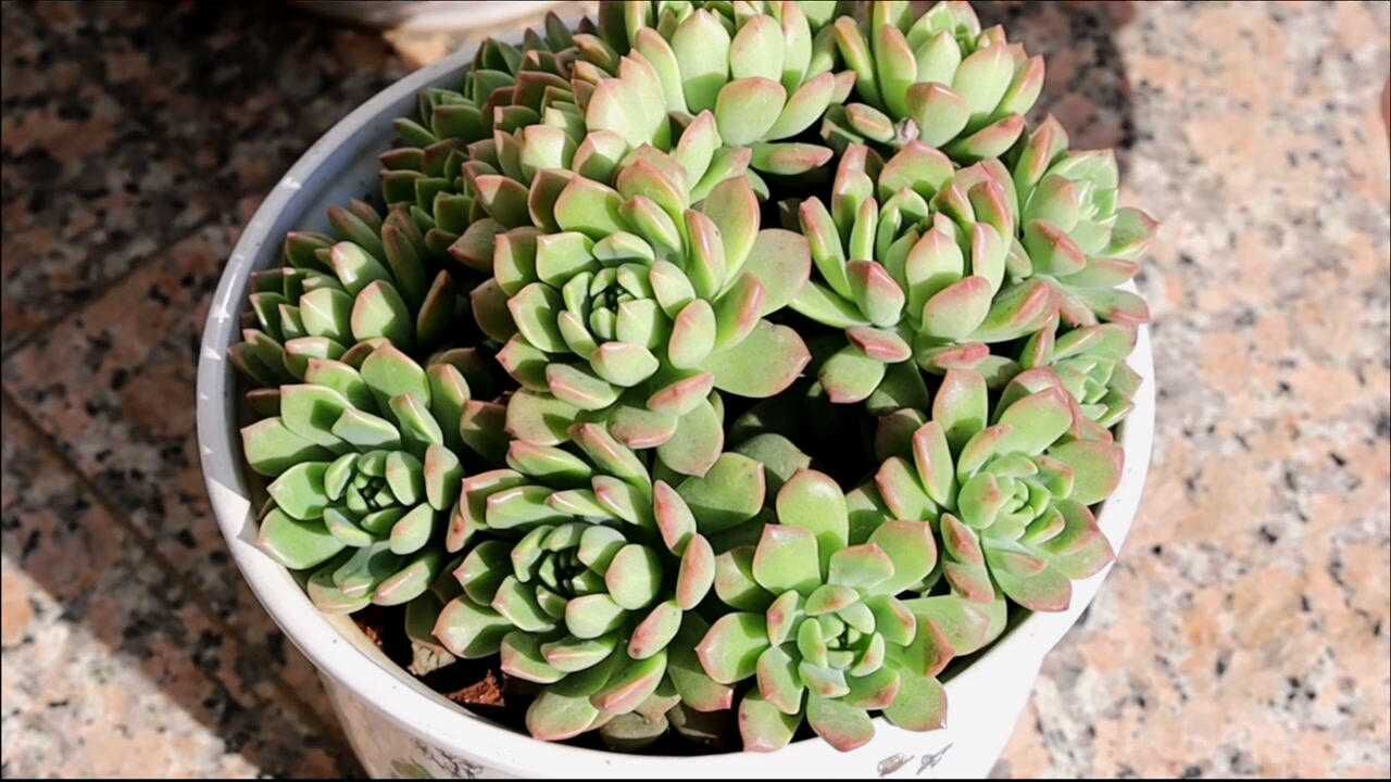 多肉马库斯冬天这状态,叶片紧实,叶尖红色,挺好看