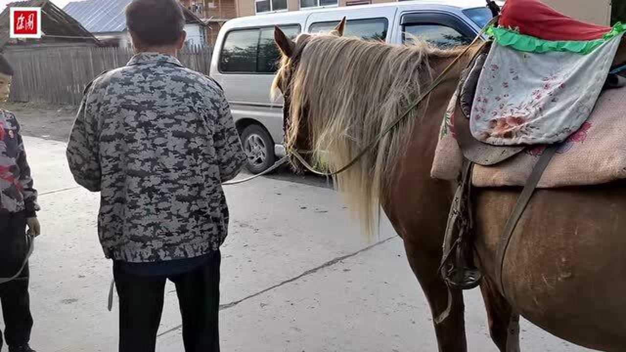 怀孕母马快要生产肚子被马踢鼓起一个大包人们担心肚子里宝宝