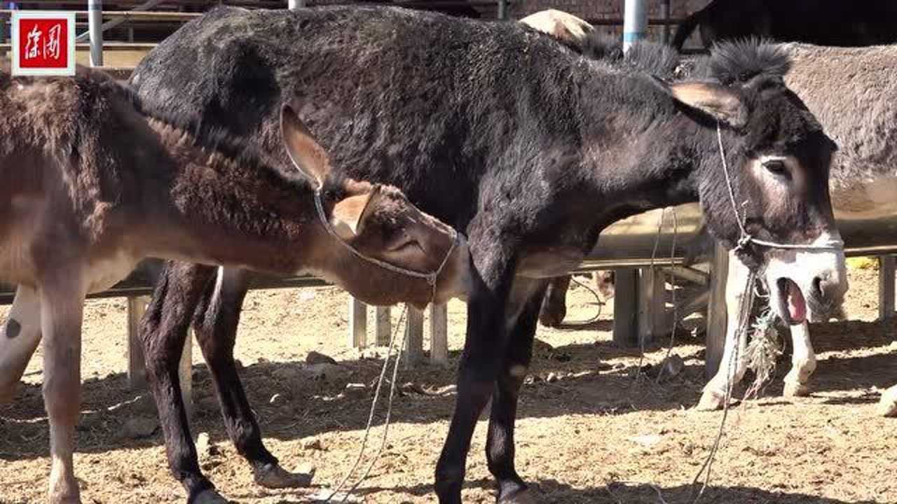 都是嚼口香糖惹的祸嘶咬打斗嚎叫整个驴圈都要折腾炸了