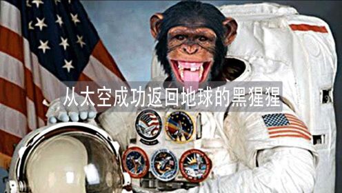 59年前，地球上第一只从太空成功返回地球的黑猩猩！