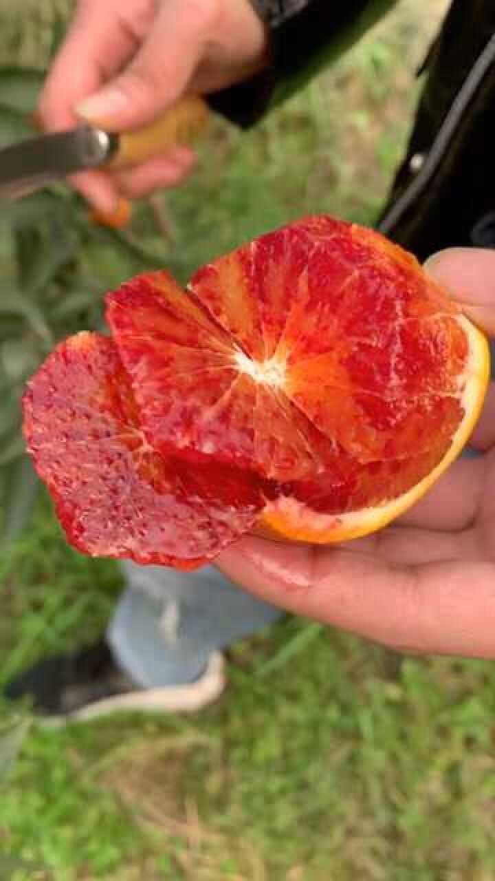 正宗塔罗科血橙,满满的花青素