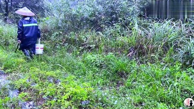 由于持续的阴雨天气,山里长了各种各样的野生蘑菇,收获满满