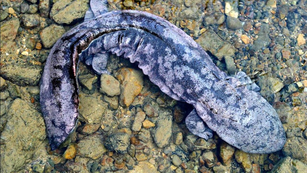 世界最大的大鲵,被称为张家界的"守护神兽",年龄达上百岁!