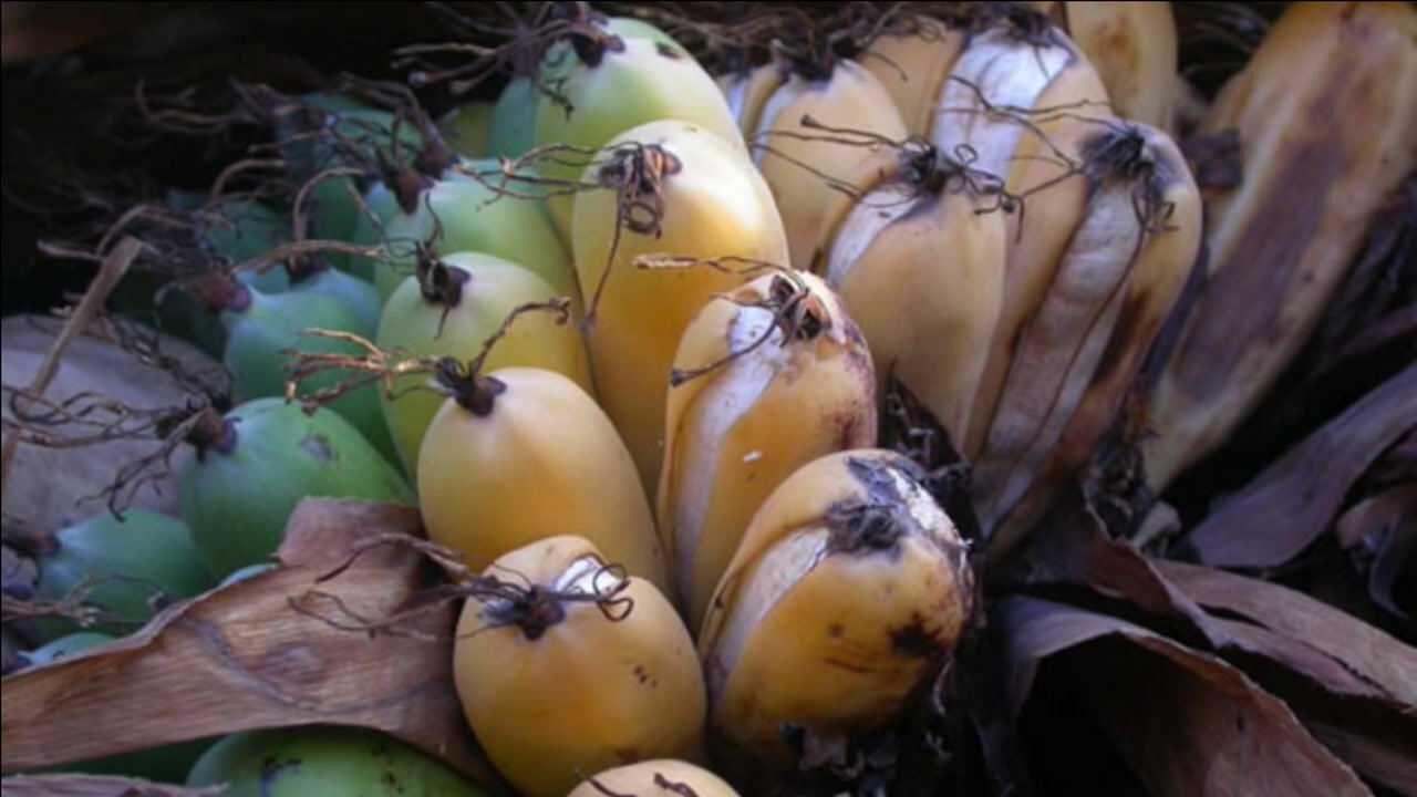 这种香蕉被列入灭绝清单,在野外仅剩下5株,你知道是哪种香蕉么